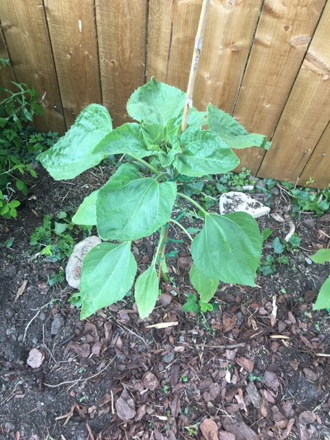 A sunflower grown from a seed! - Cumbria, Northumberland, Tyne and Wear ...