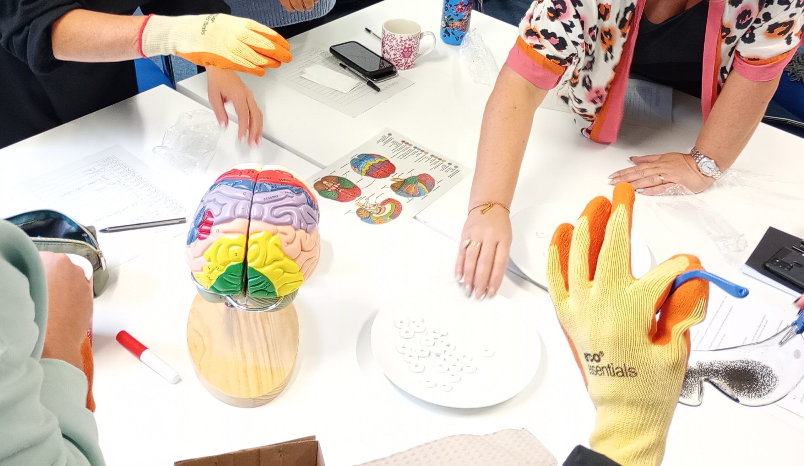 Close up of people in a training session using a model brain